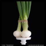 1st-Place-Elevated-Onions-by-Janet-Bernardini-copy