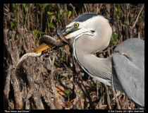 Blue-Heron-and-Dinner-by-Sue-Causey