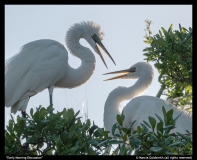 Early-Morning-Discussion-by-Marcia-Goldsmith