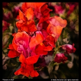 Flowers-in-Red-by-Neala-McCarten