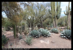 HM-Botanical-Gardens-Phoenix-AZ-by-Richard-Rosenthal