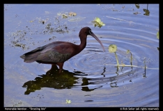 HM-Drooling-Ibis-by-Rick-Seiler