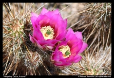 Hedgehog-Cactus-Arizona-by-Richard-Rosenthal