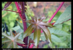 Natures-Colors-by-Jerry-LeCrone