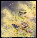 Washington-Oaks-Frog-Pond-by-Judith-M.-Schutz