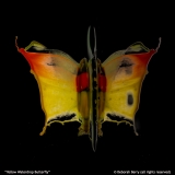 Yellow-Waterdrop-Butterfly-by-Deborah-Berry