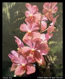 Orchid-Pink-by-Adelet-Kegley