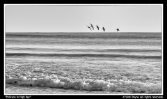 Pelicans-in-High-Key-by-Vicki-Payne