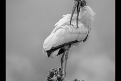 MA-Adelet Kegley-Preening