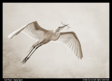 2nd-place-Bob-Currul-Sepia-Egret