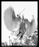 Bob-Currul-Great-Egret-Coming