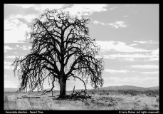 HM-Larry-Parker-Desert-Tree