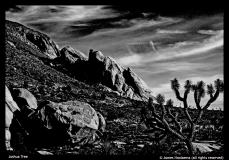 James-Hoolsema-Joshua-Tree