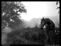 Skip-Lowery-Country-Morning