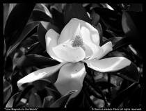 Donna-Lovelace-Flora-Lone-Magnolia-in-the-Woods