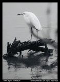 HM-Bill-Sweeters-Egret-on-Watch