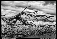 Casements-Award-Driftwood-Beach-Jeanne-Figurelli