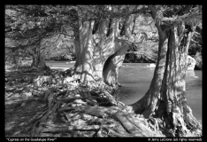 Cypress-on-the-Guadalupe-River-Jerry-LeCrone