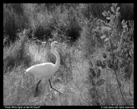 Great-White-Egret-at-Merritt-Island-Judy-Speno