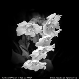 MA-Flowers-in-Black-and-White-Neala-McCarten