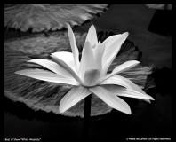 Best-of-Show-White-Waterlily-by-Neala-McCarten