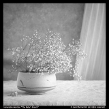 HM-The-Babys-Breath-by-Janet-Bernardini