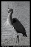 Great-Blue-Heron-by-Richard-Rosenthal