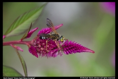 MA-Kevin Johnson-Green Eyed Wasp Foraging