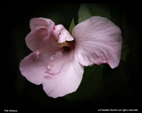 Elizabeth Rourke - Pink Hibiscus