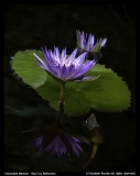 Honorable Mention- Elizabeth Rourke - Blue Lily Reflection
