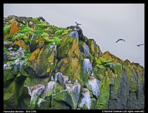 Honorable Mention - Michele Sweeters - Bird Cliffs