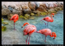 Jeanne Figurelli-Flamingo Island Aruba