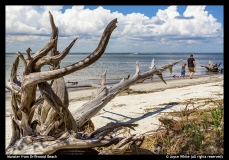 Joyce White - Monster from Driftwood Beach