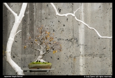 Judy Speno -Japanese Maple Bonsai