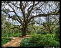 Karen Botvin -Stately Oak