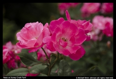 M Kevin Johnson - Roses at Stoney Creek Farm