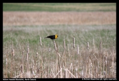 Richard Rosenthal-Yellow Headed Blackbird, North Dakota