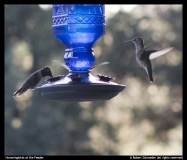 Robert Schroeder - Hummingbirds at the Feeder