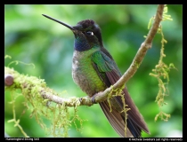 Hummingbird-Sitting-Still-Michele-Sweeters