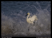 MA-Splish-Splash-Linda-Harrington