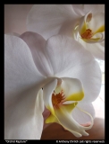 Orchid-Rapture-Tony-Ehrlich