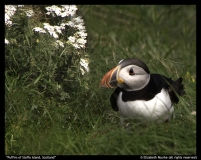 Puffins-of-Staffa-Island-Scotland-Elizabeth-Rourke