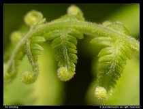 Janet-Bernardini-The Unfurling