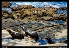 Jim-Hoolsema-Four-Seals