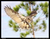 Judith-M.-Schutz-Flying-Free