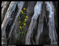 MA-Vicki-Payne-Yellow-wildflowers