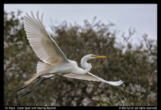 1st-Place-Great-Egret-with-Nesting-Material-by-Bob-Currul
