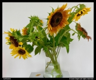 Carol-Chapin-Sunflowers