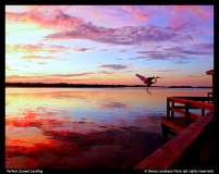 Donna-Lovelace-Flora-Perfect-Sunset-Landing