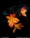 HM-Beautiful-Begonias-by-Neala-McCarten